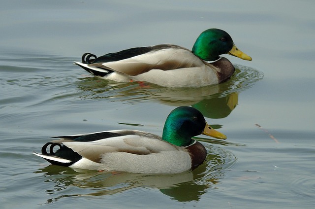 Krydsord hjælp: Liste over de mest brugte synonymer