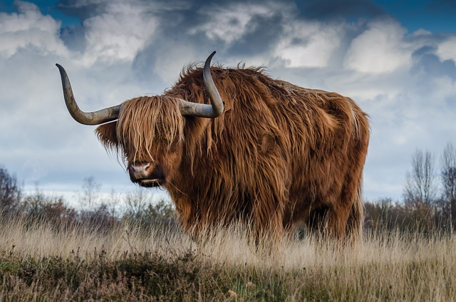 Fang bevægelsen: Teknikker til at fotografere dyr i deres naturlige habitat